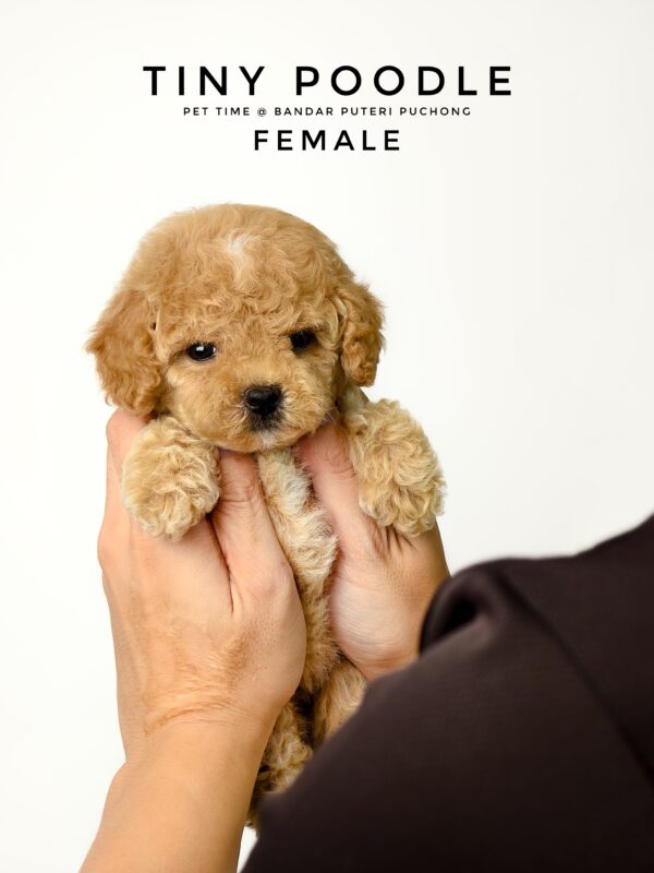 Tiny Poodle puppies for sale in malaysia