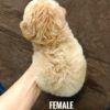 Tiny Poodle puppies for sale in malaysia