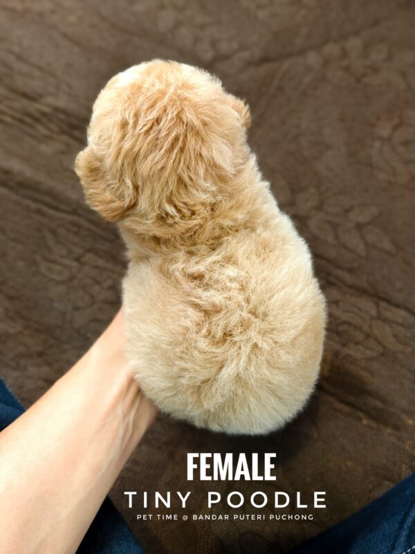 Tiny Poodle puppies for sale in malaysia