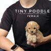 Tiny Poodle puppies for sale in malaysia