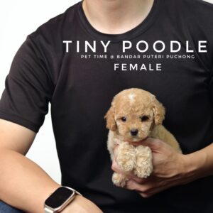 Tiny Poodle puppies for sale in malaysia
