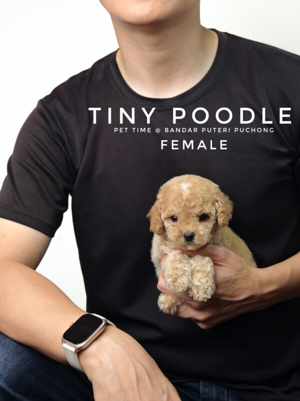 Tiny Poodle puppies for sale in malaysia