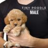 Tiny Poodle puppies for sale in malaysia