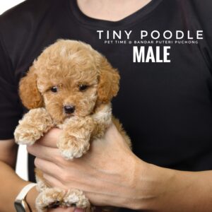 Tiny Poodle puppies for sale in malaysia