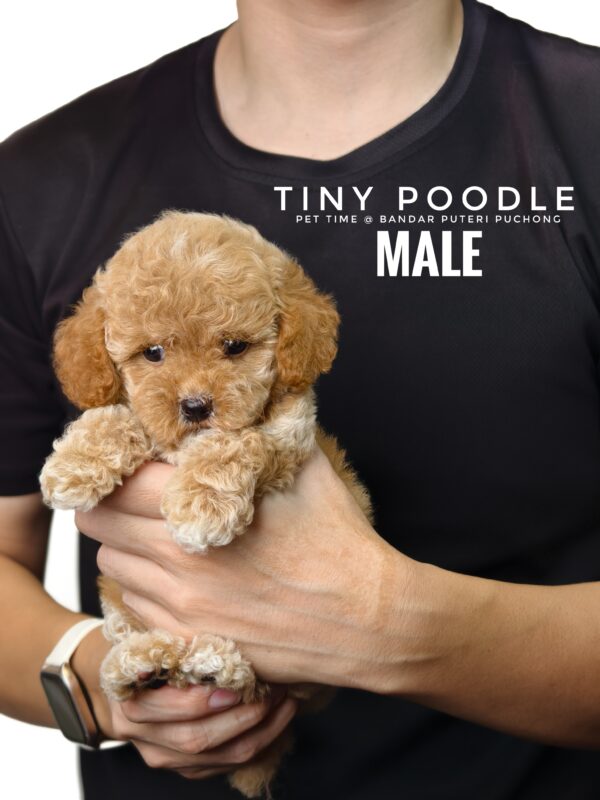 Tiny Poodle puppies for sale in malaysia