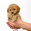 Tiny Poodle puppies for sale in malaysia