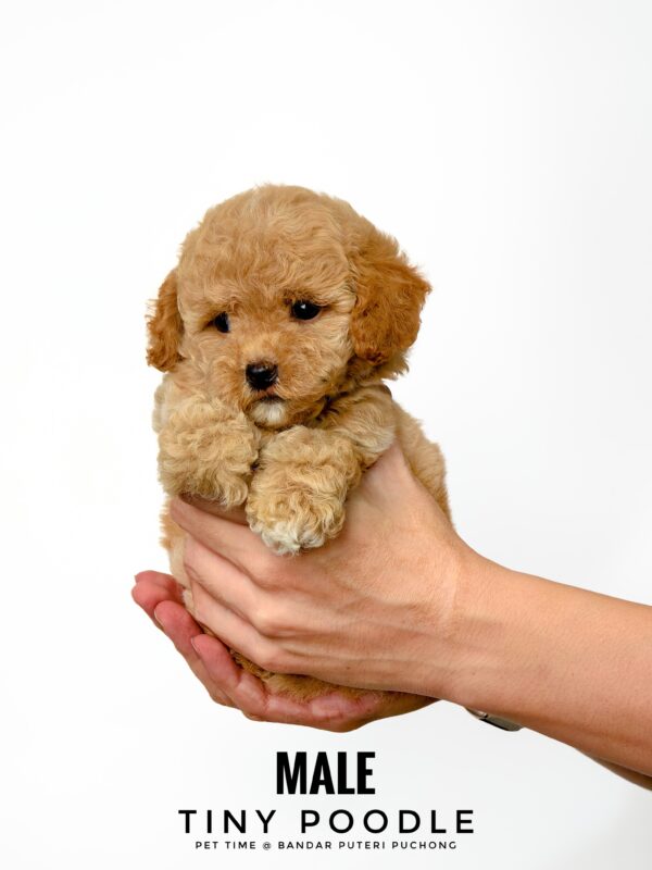 Tiny Poodle puppies for sale in malaysia