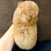 Tiny Poodle puppies for sale in malaysia
