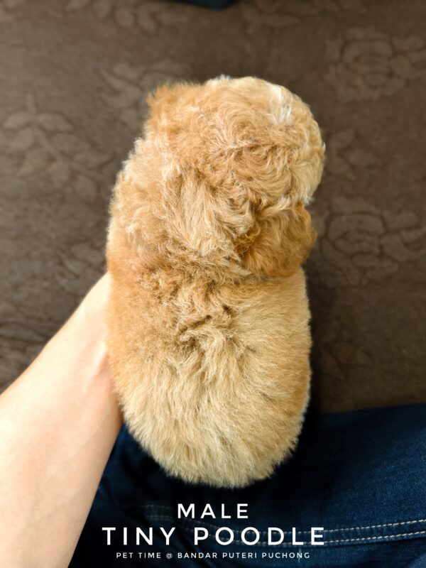 Tiny Poodle puppies for sale in malaysia