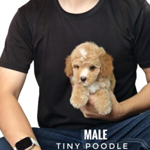 Tiny Poodle puppies for sale in malaysia