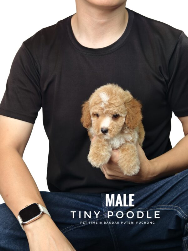 Tiny Poodle puppies for sale in malaysia