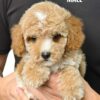 Tiny Poodle puppies for sale in malaysia