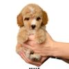 Tiny Poodle puppies for sale in malaysia