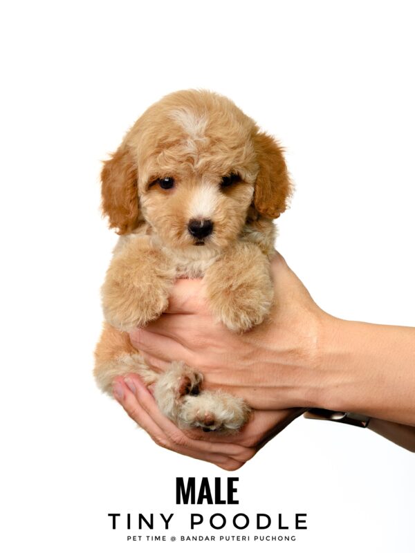 Tiny Poodle puppies for sale in malaysia
