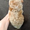 Tiny Poodle puppies for sale in malaysia