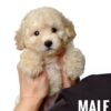 Tiny Poodle puppies for sale in malaysia