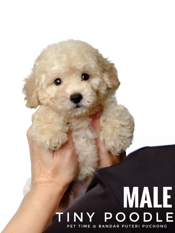 Tiny Poodle puppies for sale in malaysia