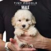 Tiny Poodle puppies for sale in malaysia