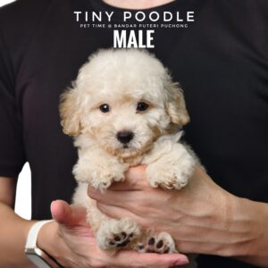 Tiny Poodle puppies for sale in malaysia