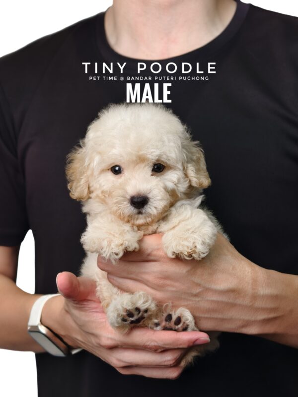 Tiny Poodle puppies for sale in malaysia