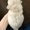 Tiny Poodle puppies for sale in malaysia