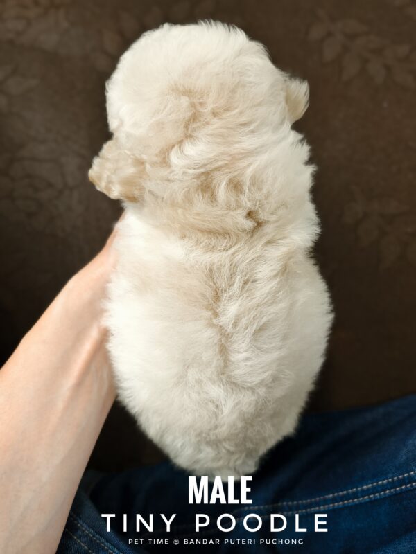 Tiny Poodle puppies for sale in malaysia