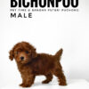 Bichonpoo puppy for Sale in Malaysia