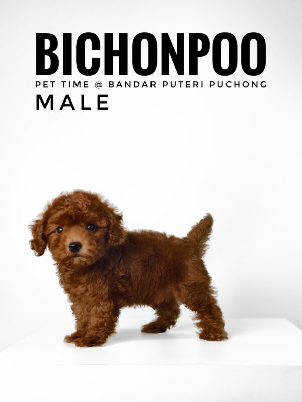 Bichonpoo puppy for Sale in Malaysia
