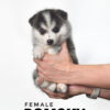 Pomsky puppy for Sale in Malaysia