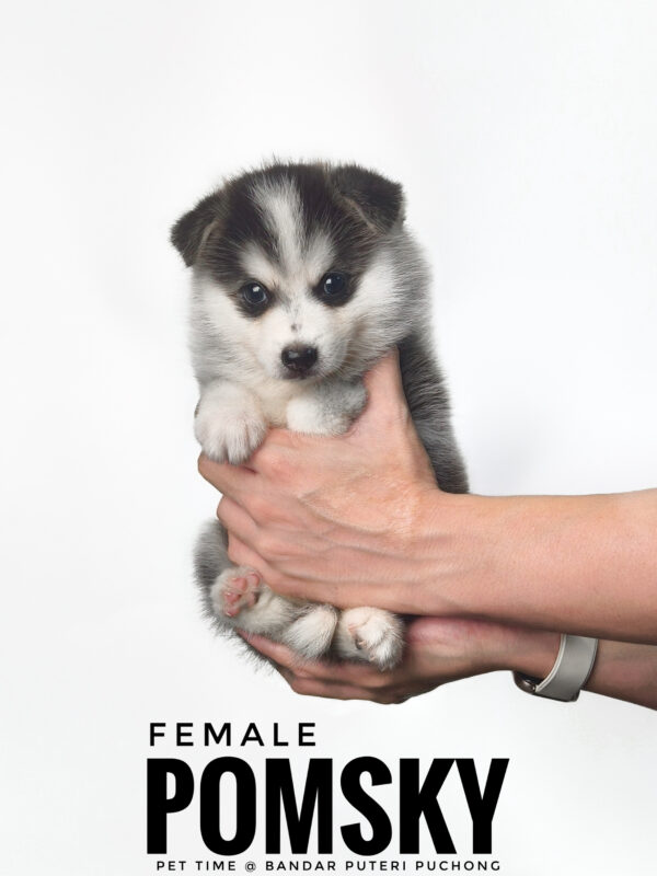 Pomsky puppy for Sale in Malaysia
