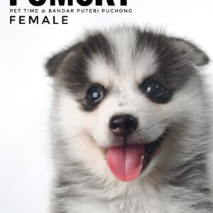 Pomsky puppy for Sale in Malaysia
