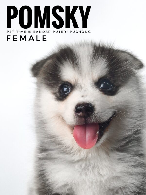 Pomsky puppy for Sale in Malaysia