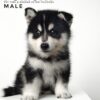 Pomsky puppy for Sale in Malaysia