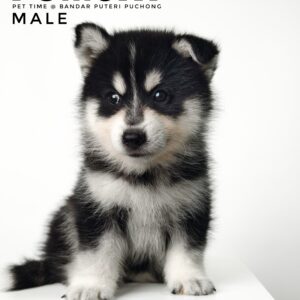 Pomsky puppy for Sale in Malaysia