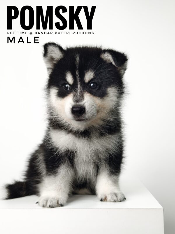 Pomsky puppy for Sale in Malaysia