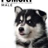 Pomsky puppy for Sale in Malaysia