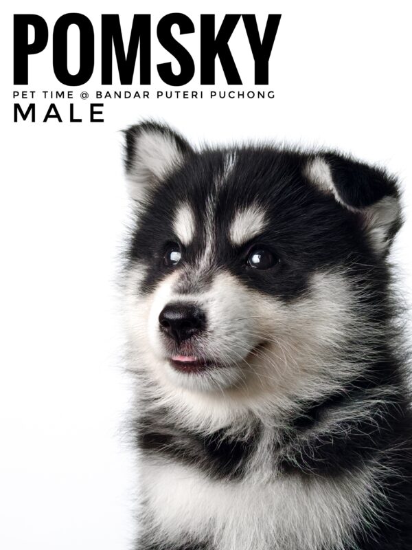Pomsky puppy for Sale in Malaysia