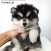Pomsky puppy for Sale in Malaysia