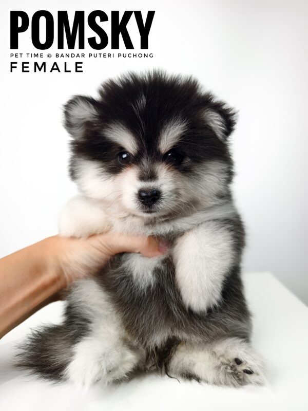 Pomsky puppy for Sale in Malaysia
