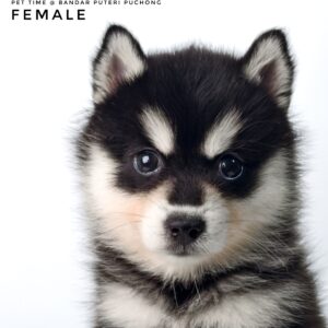 Pomsky puppy for Sale in Malaysia
