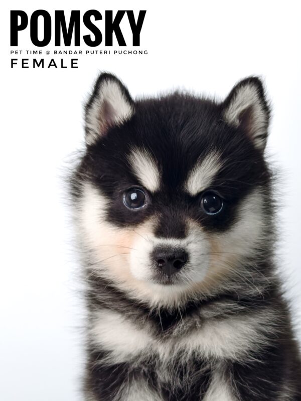 Pomsky puppy for Sale in Malaysia