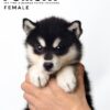 Pomsky puppy for Sale in Malaysia