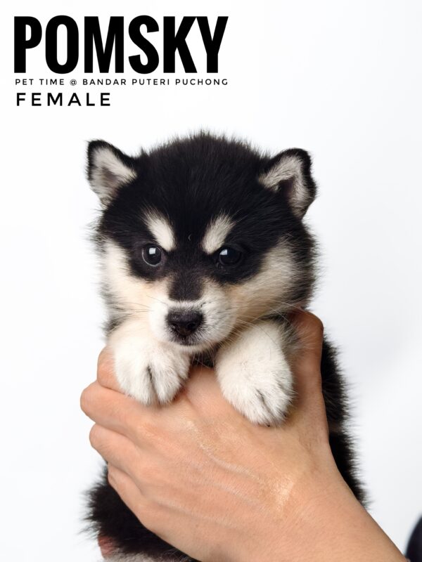 Pomsky puppy for Sale in Malaysia