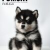 Pomsky puppy for Sale in Malaysia