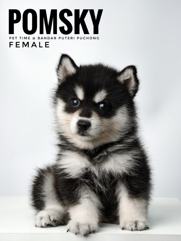 Pomsky puppy for Sale in Malaysia