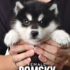 Pomsky puppy for Sale in Malaysia
