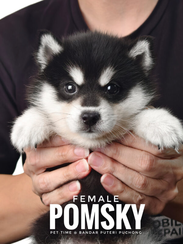 Pomsky puppy for Sale in Malaysia
