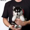 Pomsky puppy for Sale in Malaysia