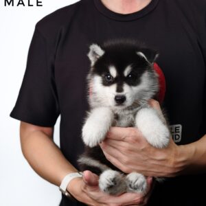 Pomsky puppy for Sale in Malaysia