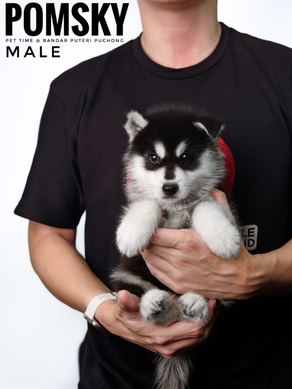 Pomsky puppy for Sale in Malaysia